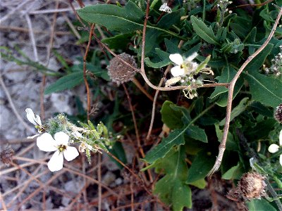 Diplotaxis erucoides habit, La Mata, Torrevieja, Alicante, Spain.