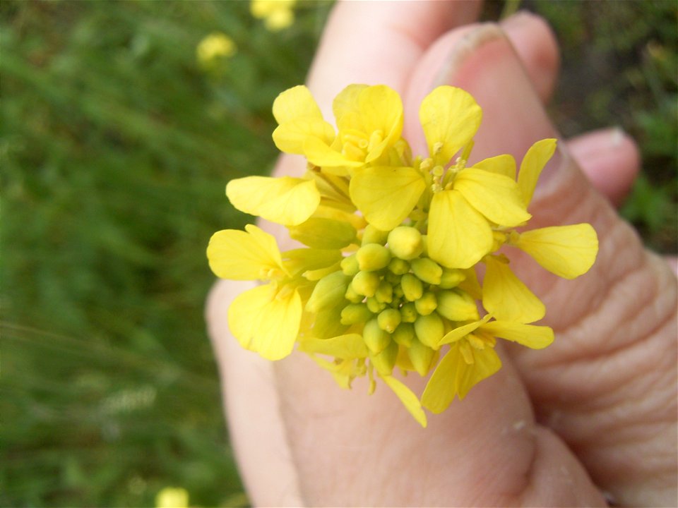 This photo shows the flowers of Rapistrum rugosum