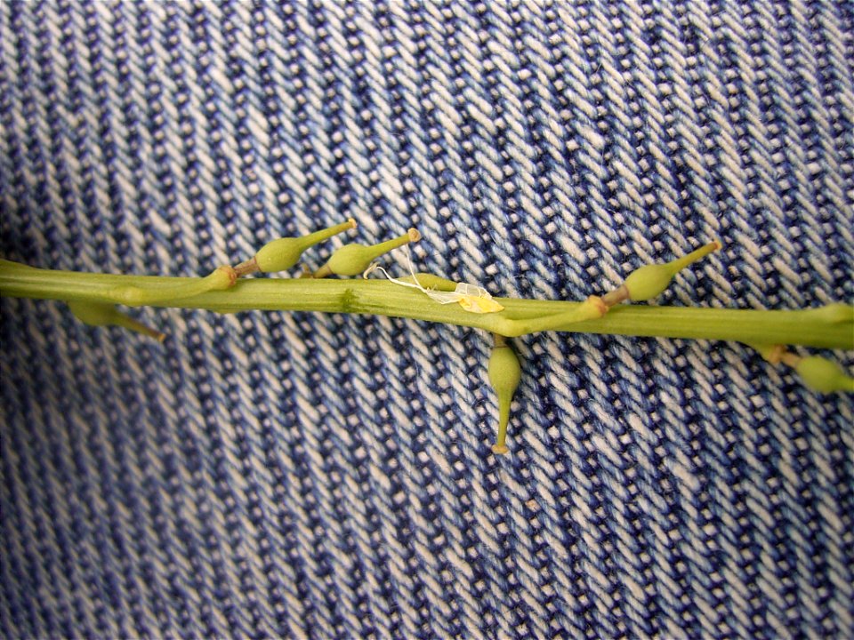 This photo shows the seedpods of Rapistrum rugosum
