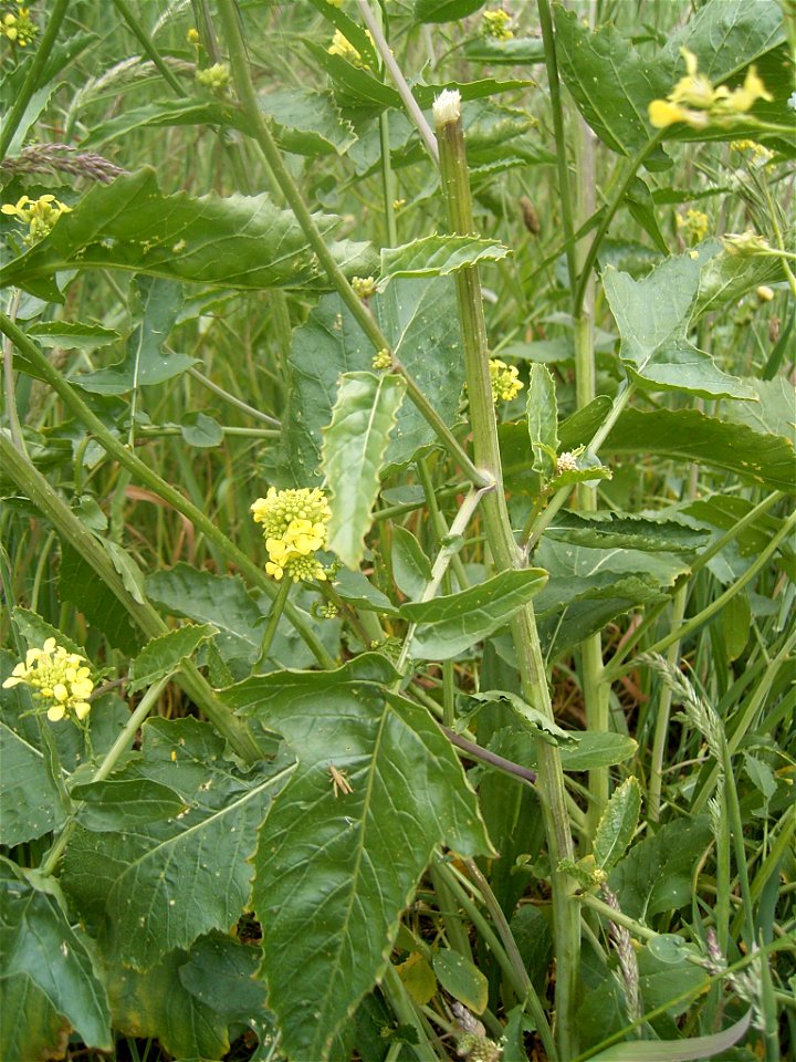 This photo shows the leaves of Rapistrum rugosum