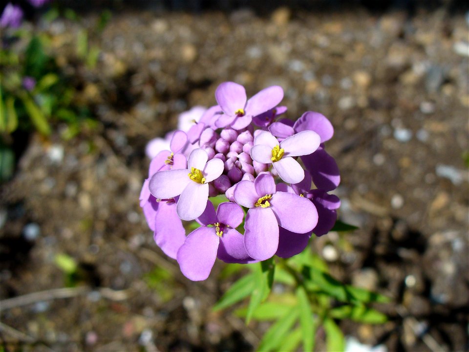 I am the originator of this photo. I hold the copyright. I release it to the public domain. This photo depicts flowers.