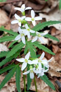 Cutleaf Toothwort (Cardamine concatenata) at Radnor Lake in Nashville, Tennessee