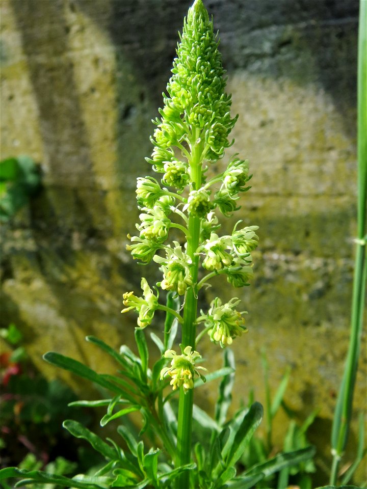 Gelber Wau (Reseda lutea) im Bürgerpark Saarbrücken