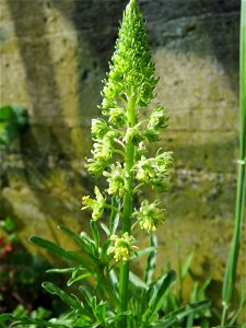 Gelber Wau (Reseda lutea) im Bürgerpark Saarbrücken