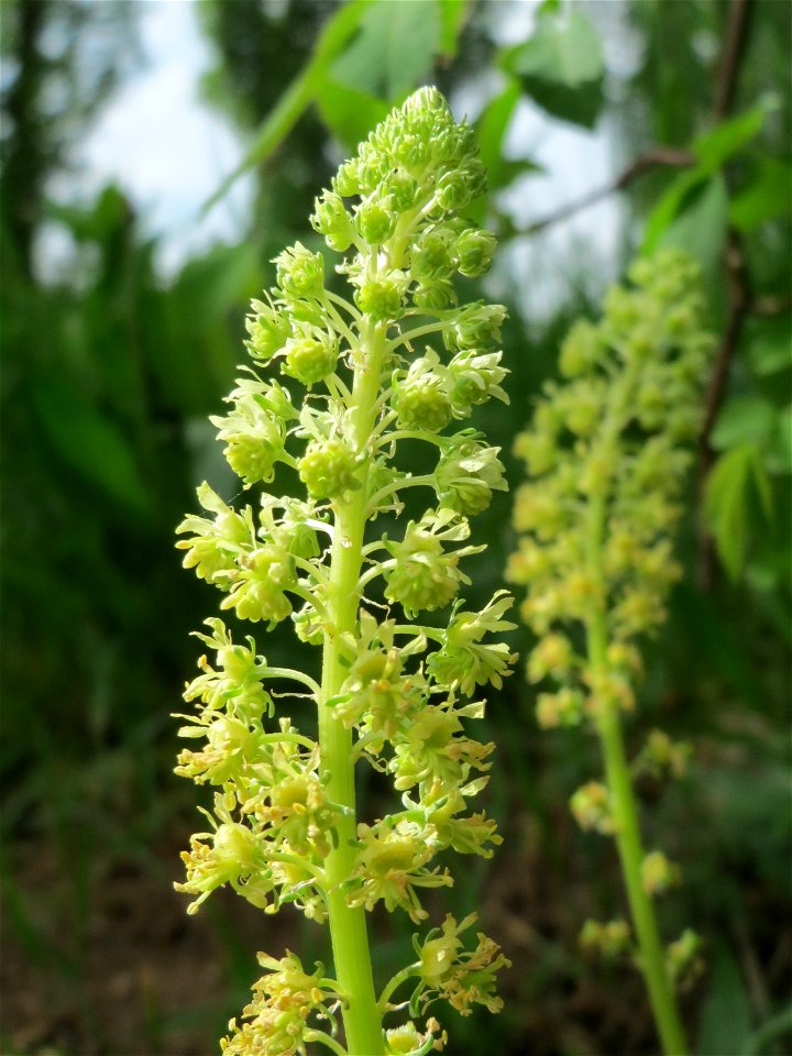 Gelber Wau (Reseda lutea) im Bürgerpark Saarbrücken
