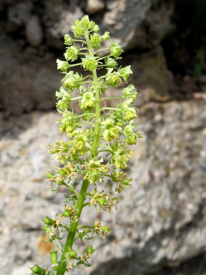 Gelber Wau (Reseda lutea) im Bürgerpark Saarbrücken