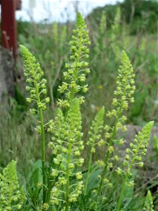 Gelber Wau (Reseda lutea) am Hauptbahnhof Kaiserslautern