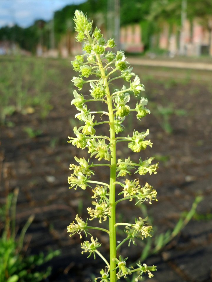 Gelber Wau (Reseda lutea) am Bahnhof Hockenheim