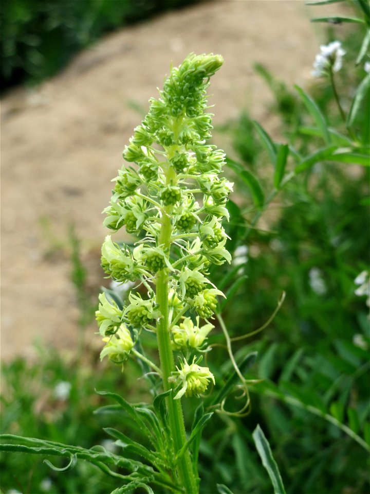 Gelber Wau (Reseda lutea) in Hockenheim