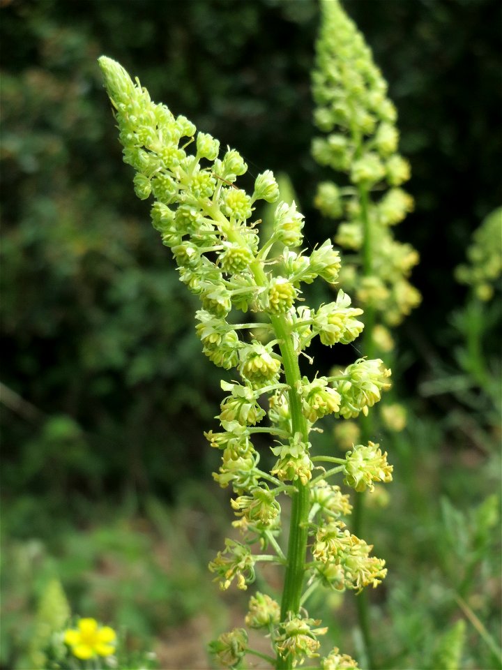 Gelber Wau (Reseda lutea) im Schwetzinger Hardt