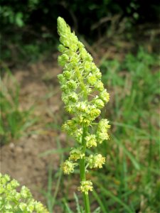 Gelber Wau (Reseda lutea) im Schwetzinger Hardt