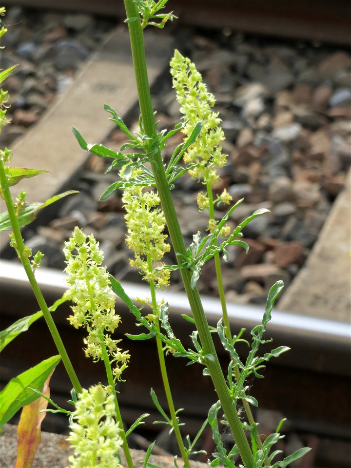 Gelber Wau (Reseda lutea) am Bahnhof Oftersheim)