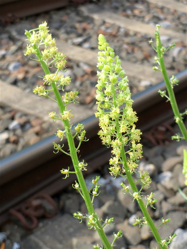 Gelber Wau (Reseda lutea) am Bahnhof Oftersheim)