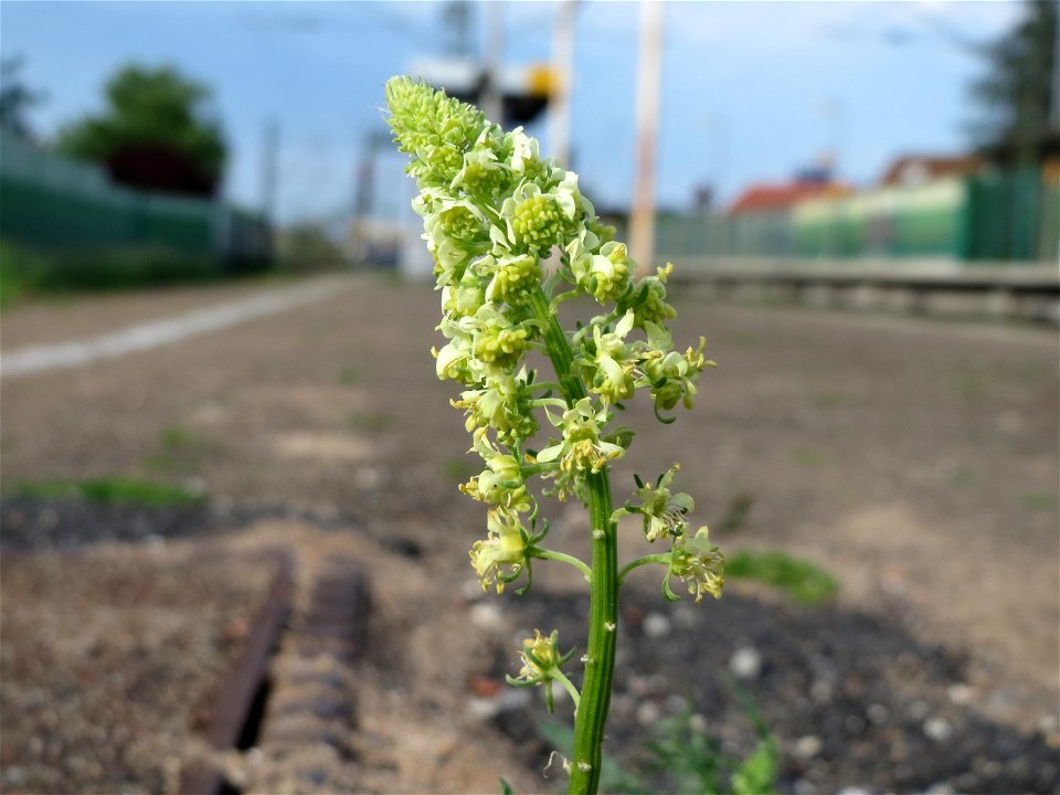 Gelber Wau (Reseda lutea) am Bahnhof Oftersheim)