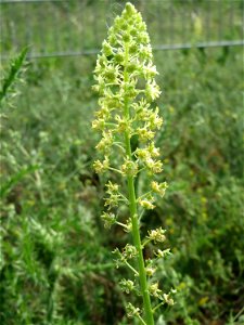 Gelber Wau (Reseda lutea) auf einem Schuttplatz bei Neulußheim (Gemarkung Altlußheim)