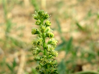 Gelber Wau (Reseda lutea) bei Wiesbaden-Nordenstadt
