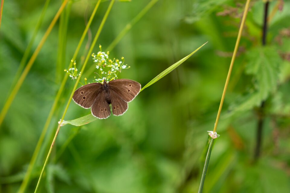 Nature animal close up
