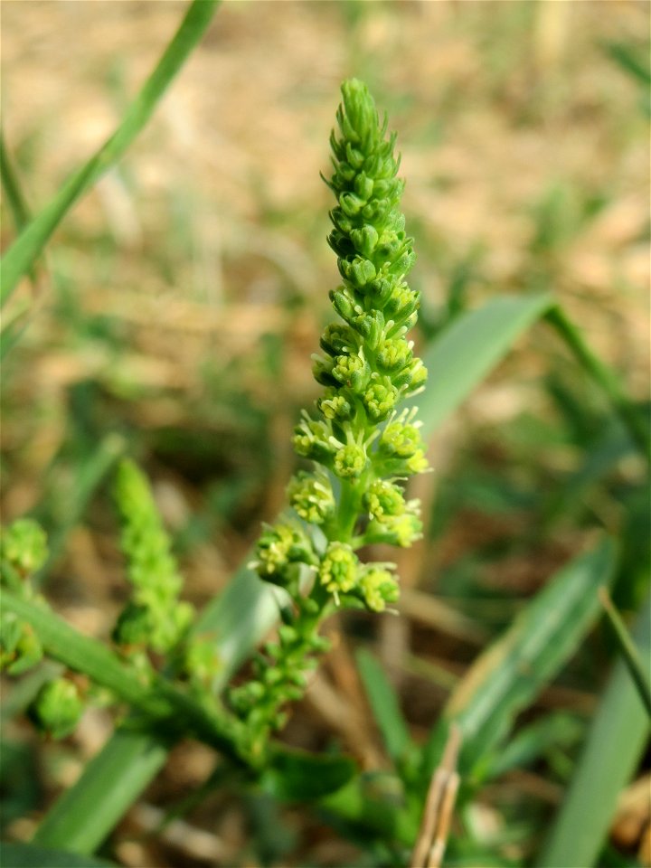 Gelber Wau (Reseda lutea) bei Wiesbaden-Nordenstadt