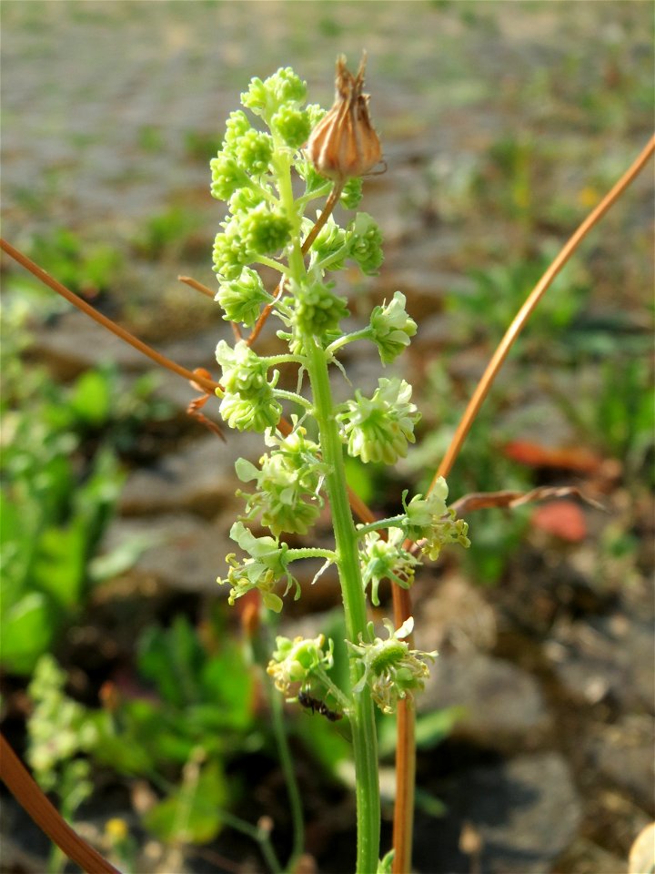 Gelber Wau (Reseda lutea) in Saarbrücken