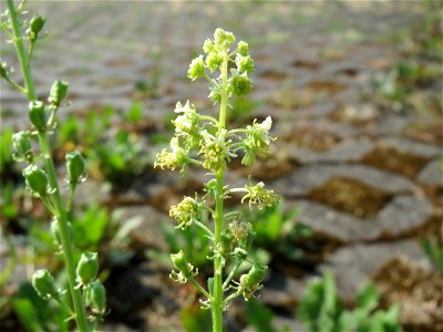 Gelber Wau (Reseda lutea) in Saarbrücken