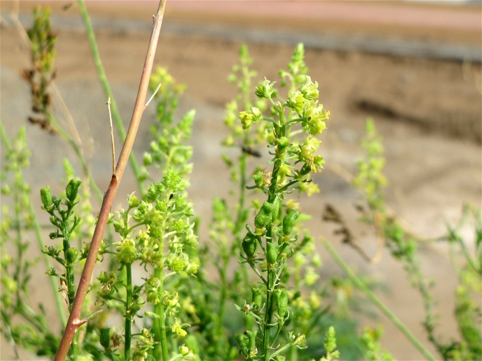 Gelber Wau (Reseda lutea) auf einem Sandhügel einer Baustelle in Hockenheim