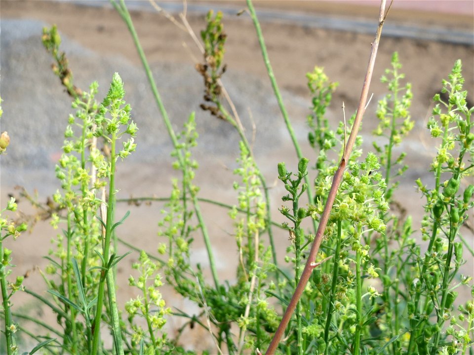 Gelber Wau (Reseda lutea) auf einem Sandhügel einer Baustelle in Hockenheim