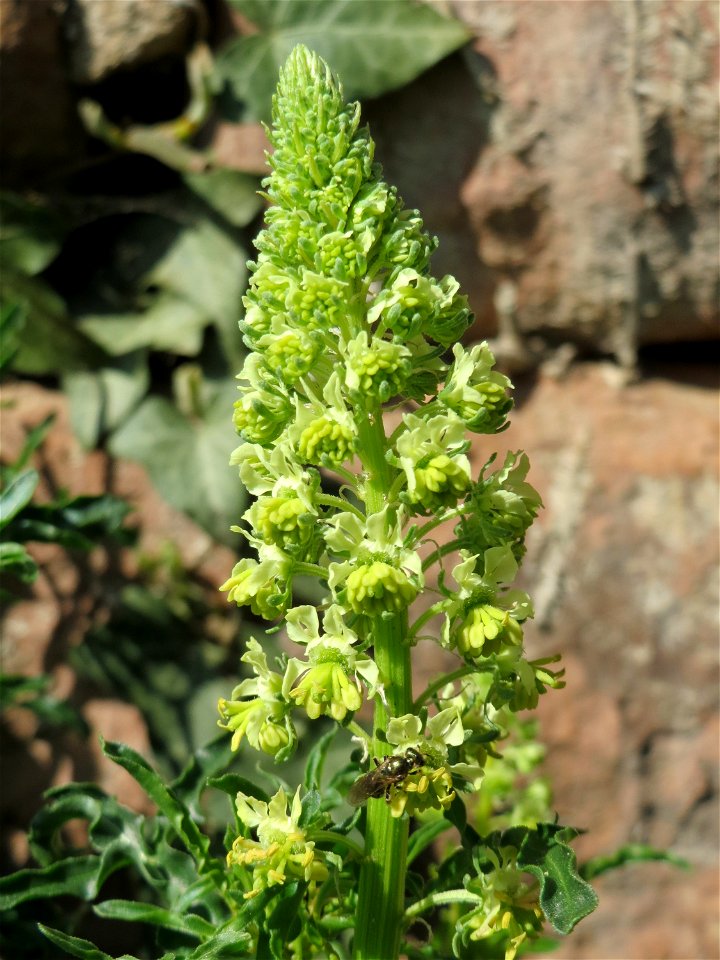 Gelber Wau (Reseda lutea) am Neckarufer in Heidelberg-Neuenheim