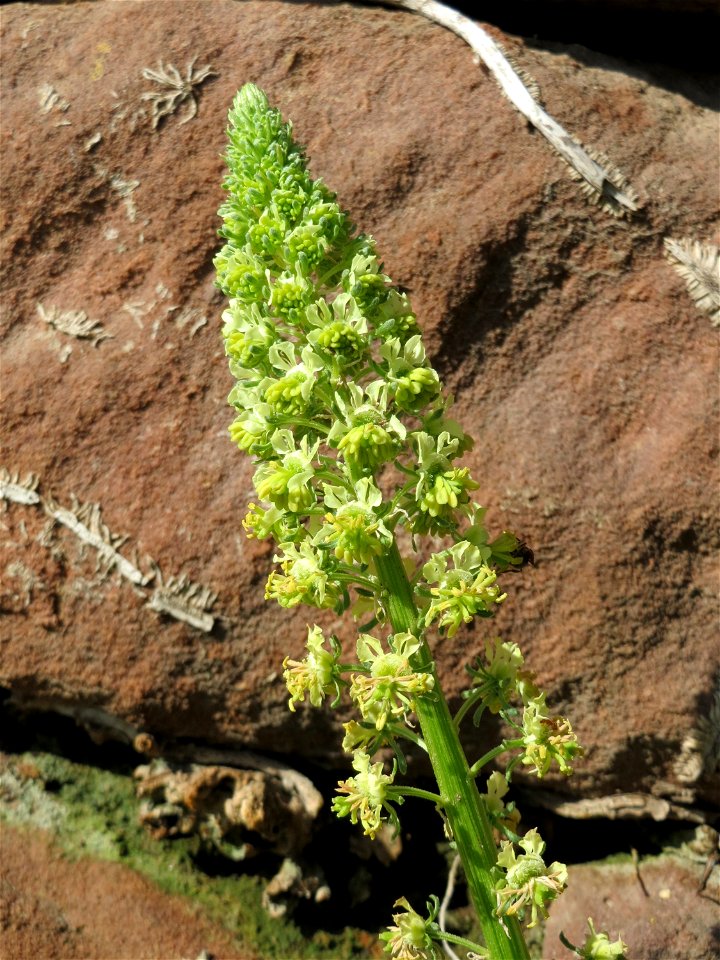 Gelber Wau (Reseda lutea) am Neckarufer in Heidelberg-Neuenheim
