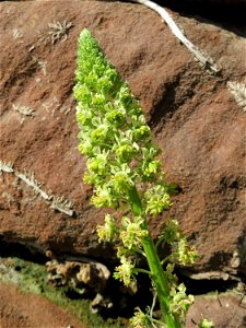 Gelber Wau (Reseda lutea) am Neckarufer in Heidelberg-Neuenheim