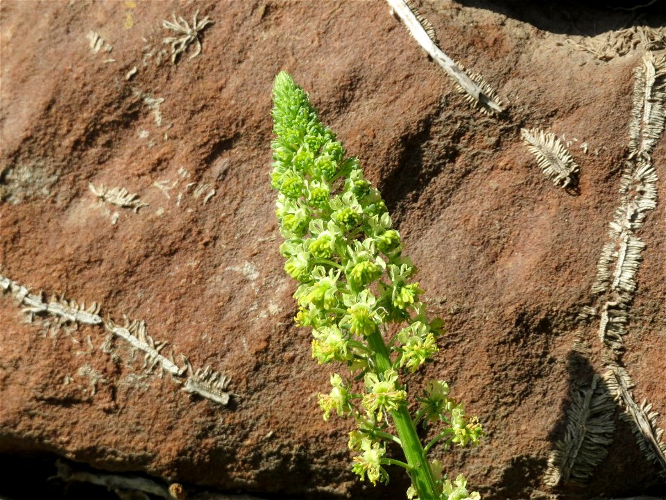 Gelber Wau (Reseda lutea) am Neckarufer in Heidelberg-Neuenheim