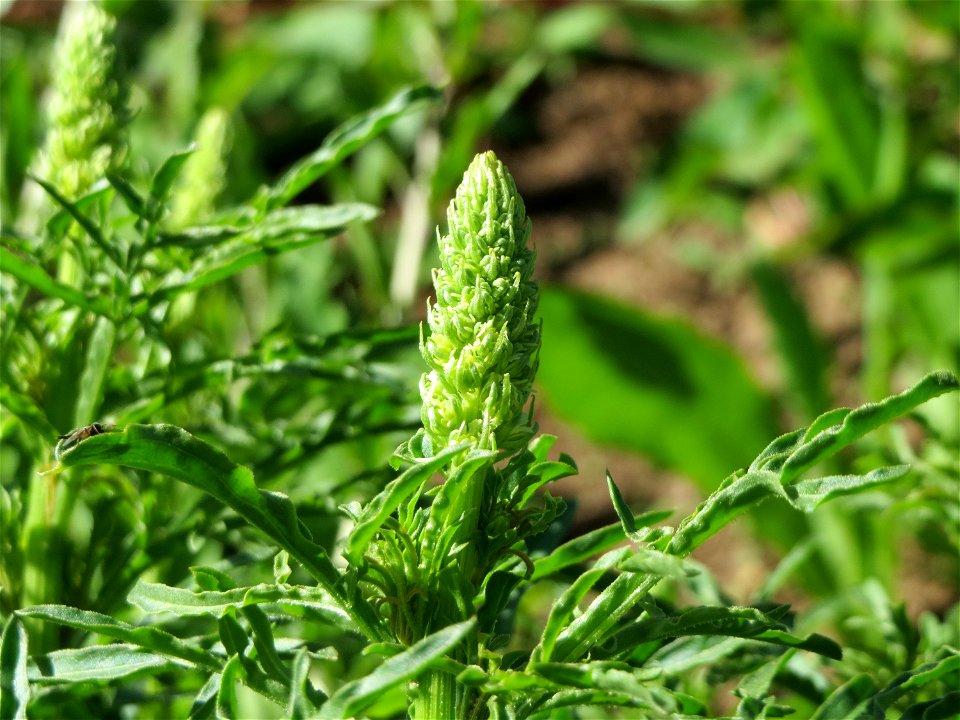 Gelber Wau (Reseda lutea) am Neckarufer in Heidelberg-Neuenheim