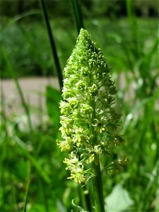 Gelber Wau (Reseda lutea) an der Saar in Saarbrücken