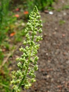 Gelber Wau (Reseda lutea) in Saarbrücken