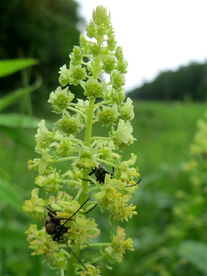 Gelber Wau (Reseda lutea) im Schwetzinger Hardt