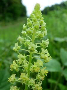 Gelber Wau (Reseda lutea) im Schwetzinger Hardt