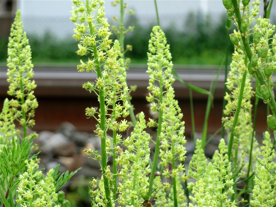 Gelber Wau (Reseda lutea) bei Oftersheim