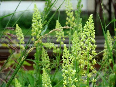 Gelber Wau (Reseda lutea) bei Oftersheim
