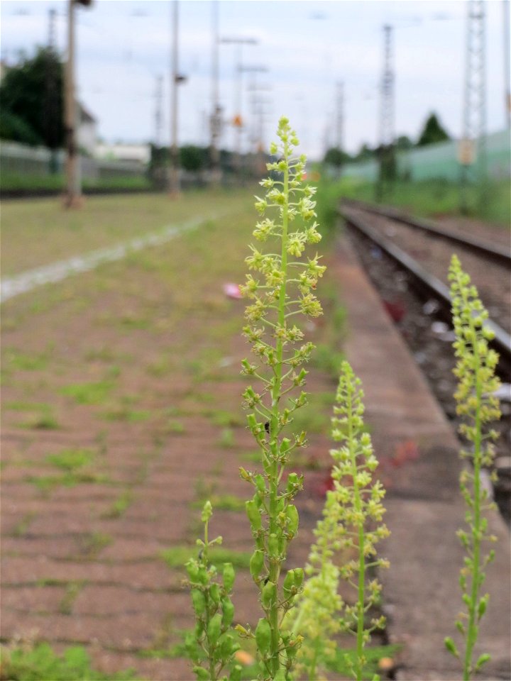 Gelber Wau (Reseda lutea) am Bahnhof Oftersheim