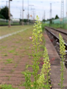 Gelber Wau (Reseda lutea) am Bahnhof Oftersheim