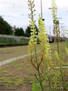Gelber Wau (Reseda lutea) am Bahnhof Oftersheim