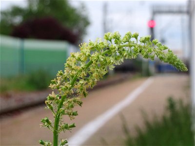 Gelber Wau (Reseda lutea) am Bahnhof Oftersheim