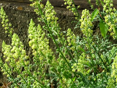 Gelber Wau (Reseda lutea) in Saarbrücken