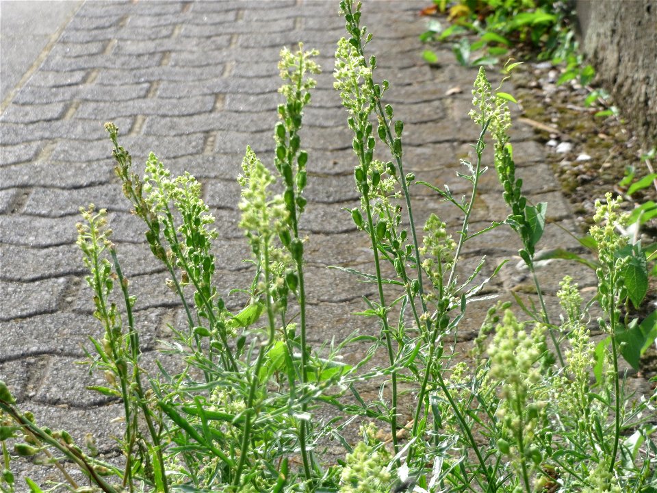 Gelber Wau (Reseda lutea) in Saarbrücken