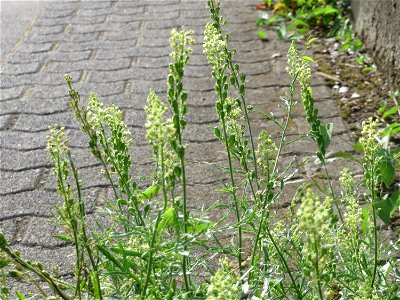 Gelber Wau (Reseda lutea) in Saarbrücken