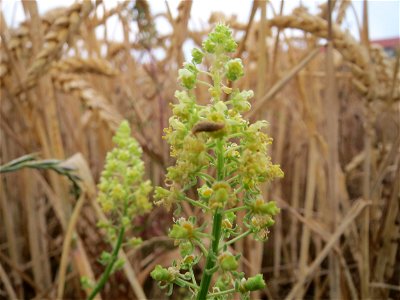 Gelber Wau (Reseda lutea) bei Wiesbaden-Nordenstadt