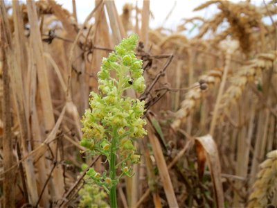 Gelber Wau (Reseda lutea) bei Wiesbaden-Nordenstadt