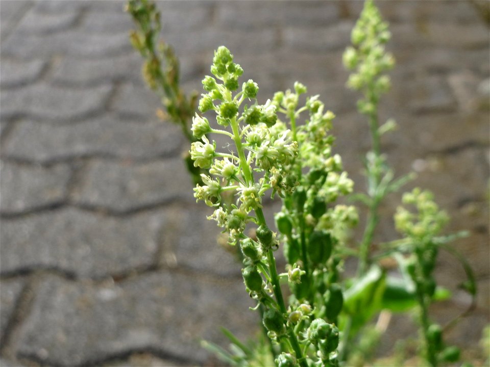Gelber Wau (Reseda lutea) in Saarbrücken