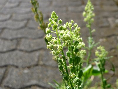 Gelber Wau (Reseda lutea) in Saarbrücken