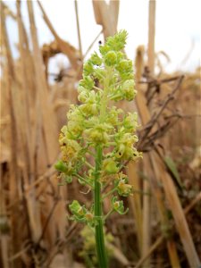 Gelber Wau (Reseda lutea) bei Wiesbaden-Nordenstadt