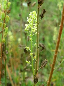 Gelber Wau (Reseda lutea) in Hockenheim-Talhaus